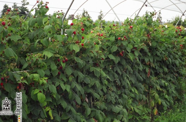 Frambuesa - Raspberry - Framboesa (Rubus idaeus L.) >> Frambuesa (Rubus idaeus L.) - Detalle Plantacion.jpg